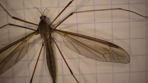 Réf. 279 889 : Tipula oleracea